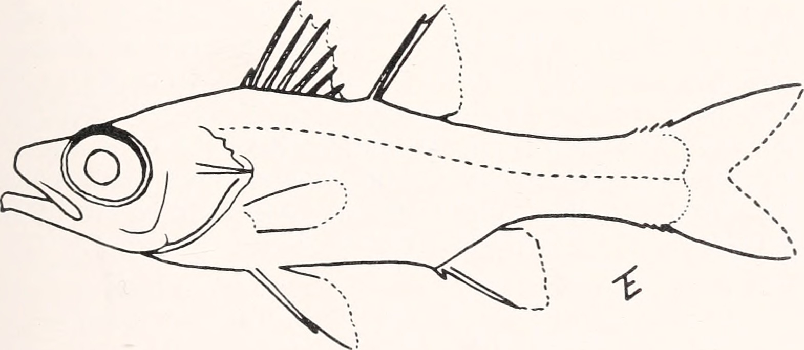 Epigonus constanciae (Epigonus constanciae) |commons:File:Epigonus constanciae - Image from page 160 of "Breviora" (1976-1980).jpg