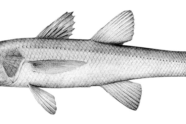 Epigonus fragilis (Epigonus fragilis) |commons:File:Epigonus fragilis.jpg