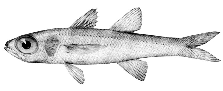 Epigonus fragilis (Epigonus fragilis) |commons:File:Epigonus fragilis.jpg