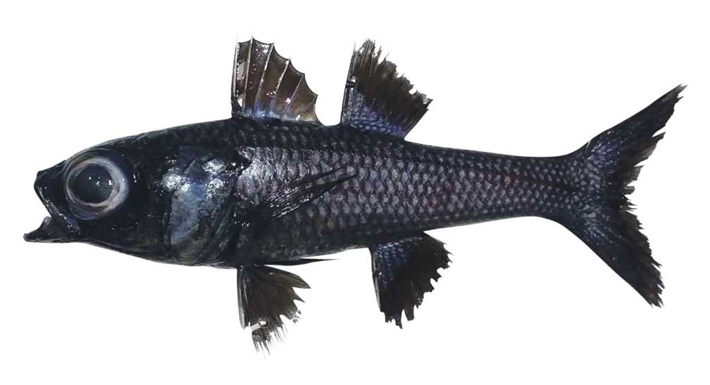 Epigonus indicus (Epigonus indicus) |commons:File:Epigonus indicus (10.5281-zenodo.4243312) Figure 1.png