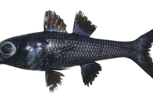 Epigonus indicus (Epigonus indicus) |commons:File:Epigonus indicus (10.5281-zenodo.4243312) Figure 1.png