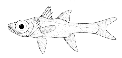 Epigonus lenimen (Epigonus lenimen) |commons:File:Epigonus lenimen (Big-eyed Cardinalfish).gif