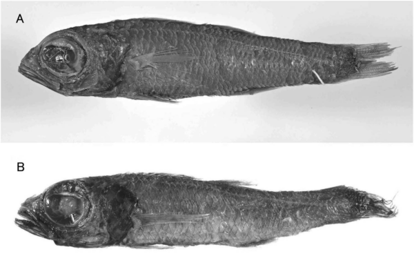 Epigonus macrops (Epigonus macrops) |commons:File:Two specimens of Epigonus macrops.png