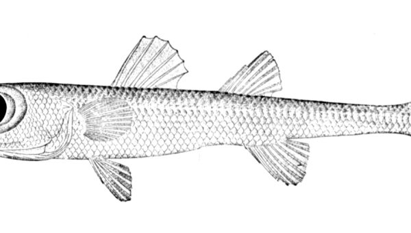 Epigonus occidentalis (Epigonus occidentalis) |commons:File:Epigonus occidentalis.jpg