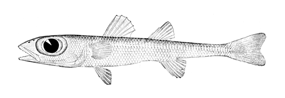 Epigonus occidentalis (Epigonus occidentalis) |commons:File:Epigonus occidentalis.jpg