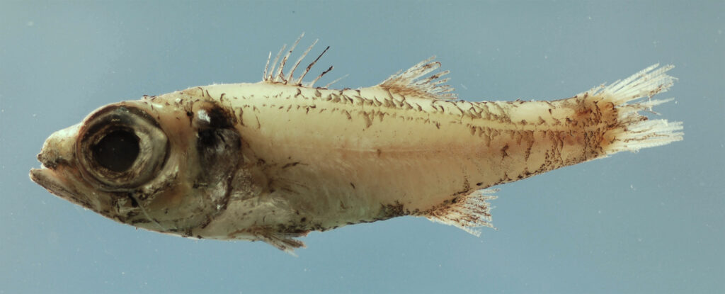 Epigonus robustus (Epigonus robustus) |commons:File:Epigonus robustus.jpg