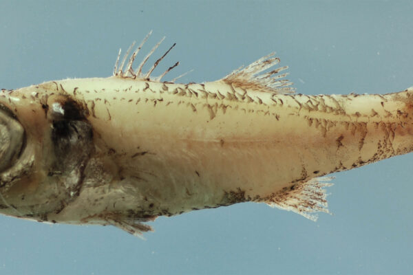 Epigonus robustus (Epigonus robustus) |commons:File:Epigonus robustus.jpg