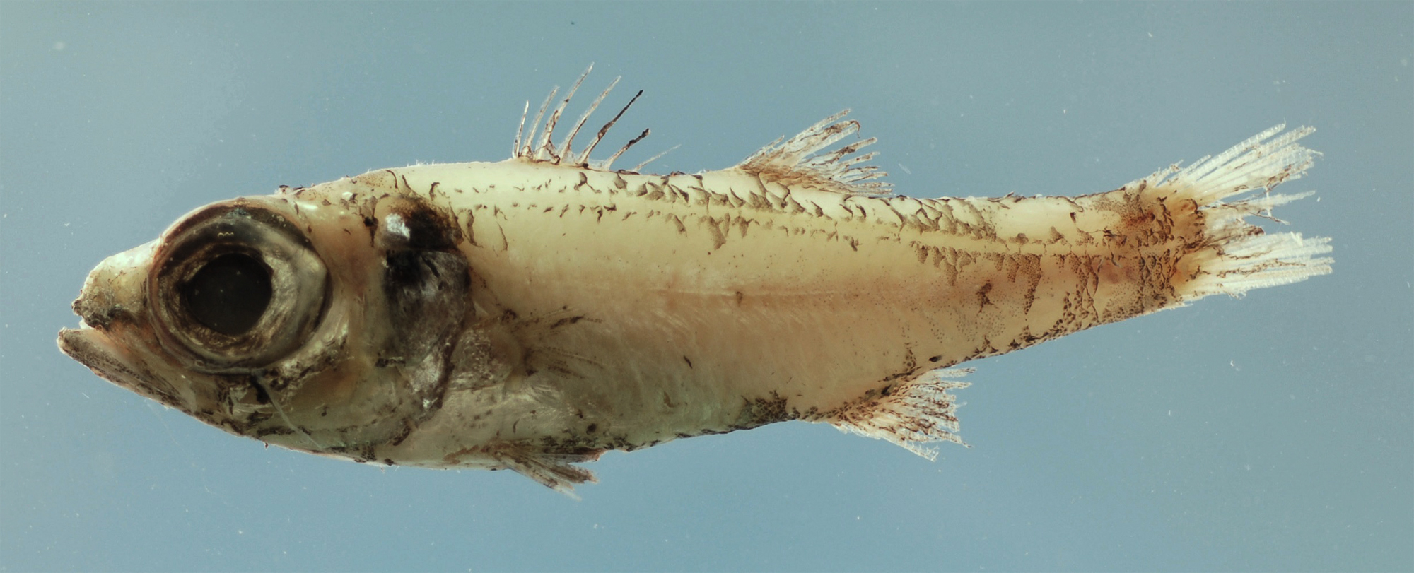 Epigonus robustus (Epigonus robustus) |commons:File:Epigonus robustus.jpg