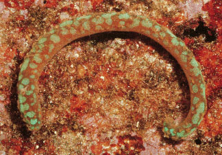 Epimenia australis Epimenia australis