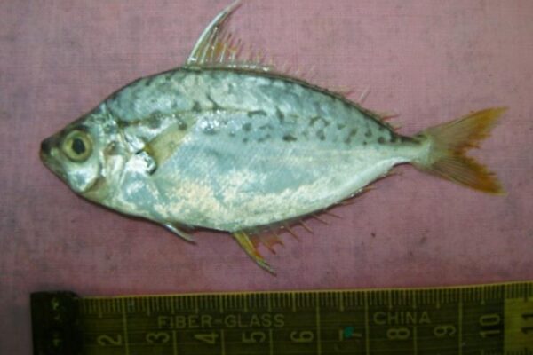 Equulites berbis (Equulites berbis) |commons:File:Equulites berbis.jpg