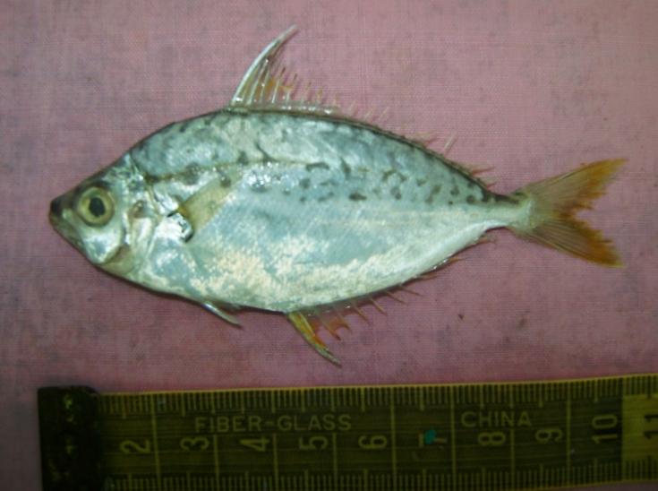 Equulites berbis (Equulites berbis) |commons:File:Equulites berbis.jpg