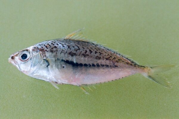 Equulites elongatus (Equulites elongatus) |commons:File:Equulites elongatus.jpg