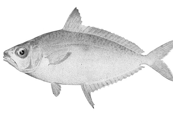 Equulites leuciscus (Equulites leuciscus) |commons:File:Equulites leuciscus.jpg