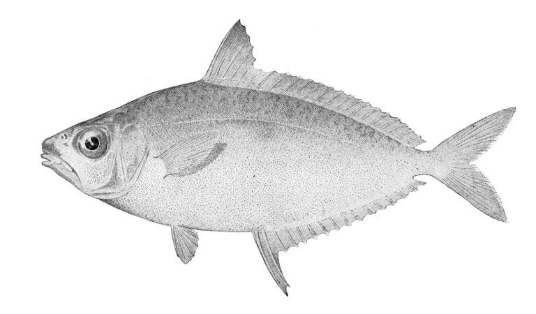 Equulites leuciscus (Equulites leuciscus) |commons:File:Equulites leuciscus.jpg
