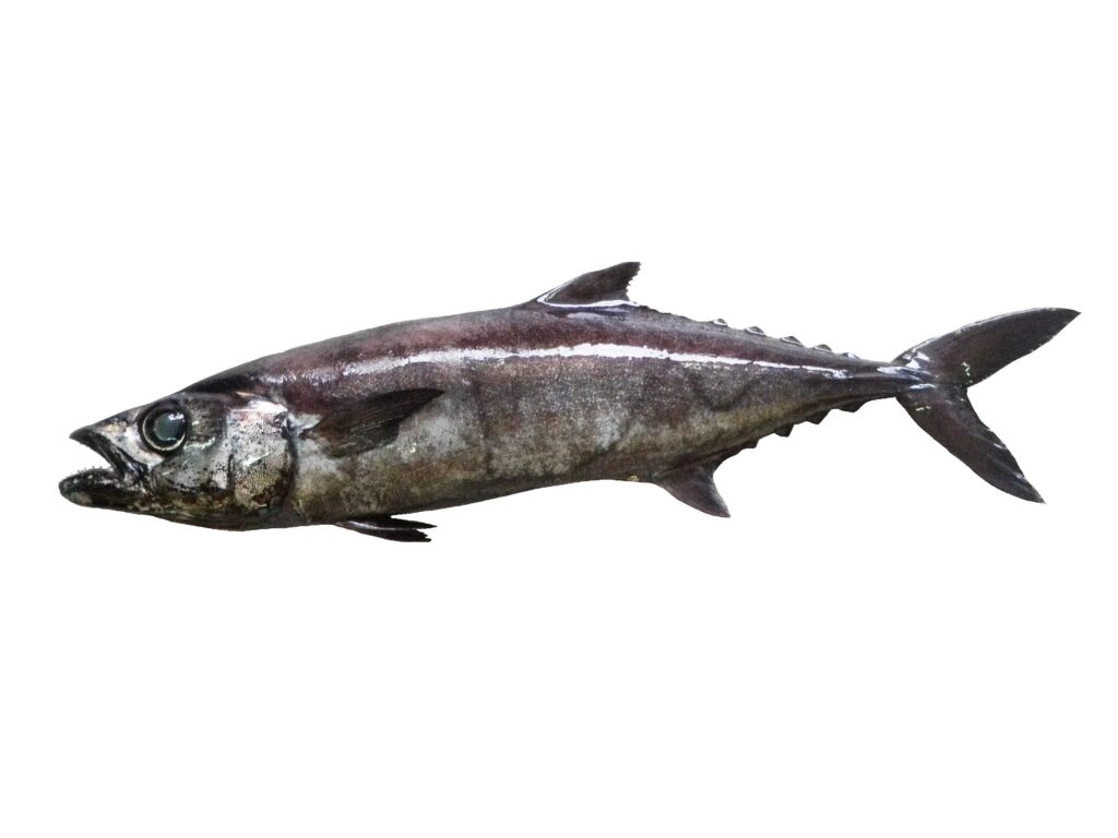 Escolar (Lepidocybium flavobrunneum) |commons:File:Escolier noir (Lepidocybium flavobrunneum) (Ifremer 00761-87291).jpg