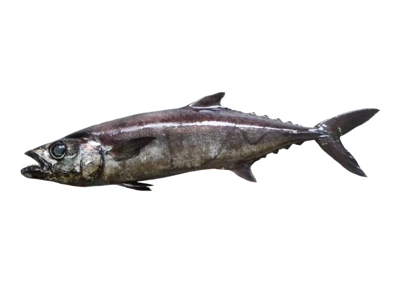 Escolar (Lepidocybium flavobrunneum) |commons:File:Escolier noir (Lepidocybium flavobrunneum) (Ifremer 00761-87291).jpg