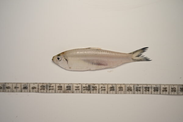 Escualosa thoracata (Escualosa thoracata) |commons:File:Escualosa thoracata.jpg