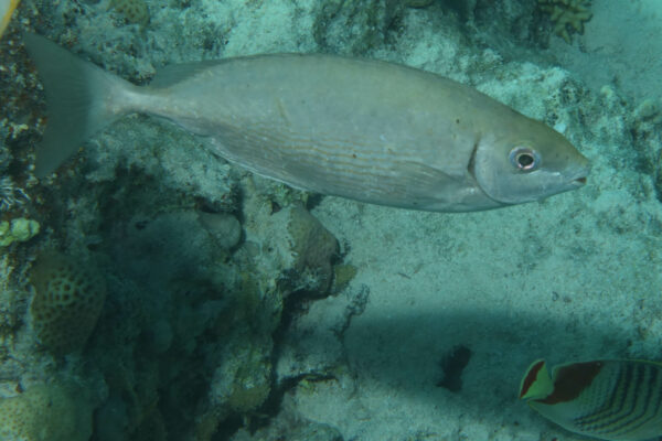 esmer sokar baligi (Siganus rivulatus) |commons:File:20230518 Siganus rivulatus.jpg