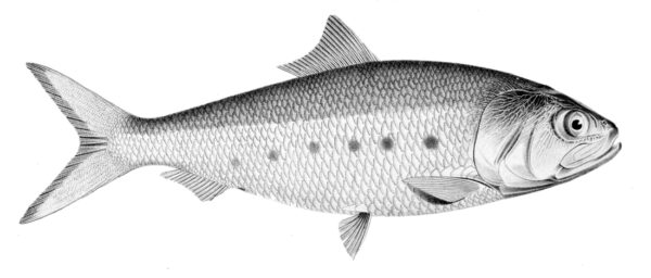 Ethmidium maculatum (Ethmidium maculatum) |commons:File:Ethmidium maculatum.jpg