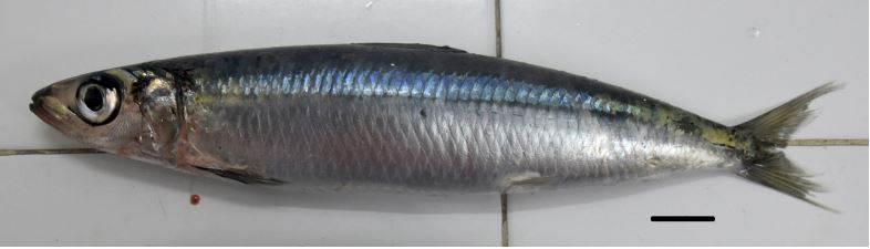 Etrumeus golanii (Etrumeus golanii) |commons:File:Etrumeus golanii.jpg