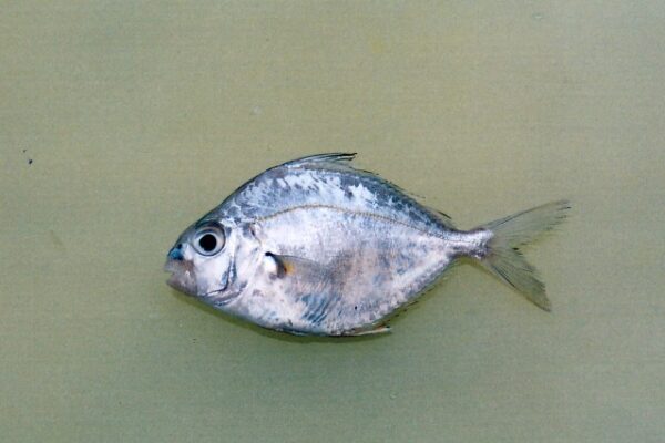 Eubleekeria jonesi (Eubleekeria jonesi) |commons:File:Eubleekeria jonesi.jpg