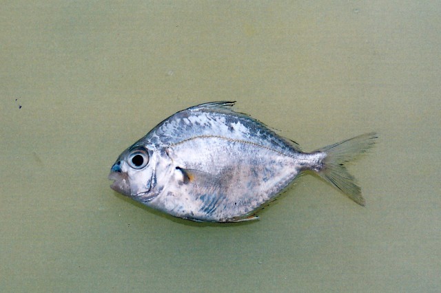 Eubleekeria jonesi (Eubleekeria jonesi) |commons:File:Eubleekeria jonesi.jpg