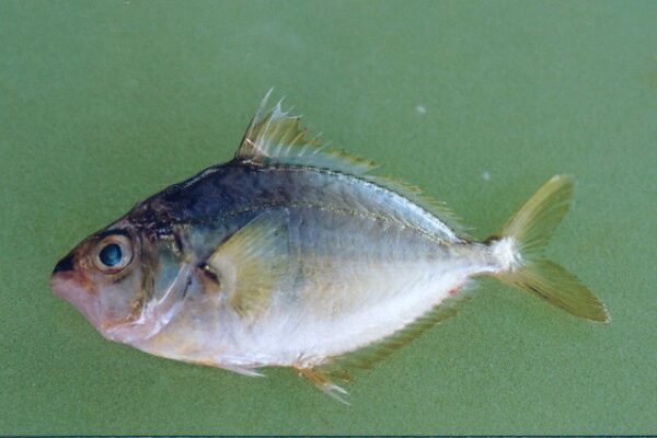 Eubleekeria splendens (Eubleekeria splendens) |commons:File:Eubleekeria splendens.jpg