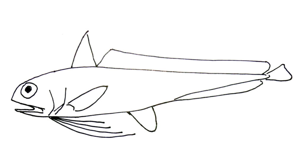 Euclichthys polynemus (Euclichthys polynemus) |commons:File:Euclichthys polynemus.jpg