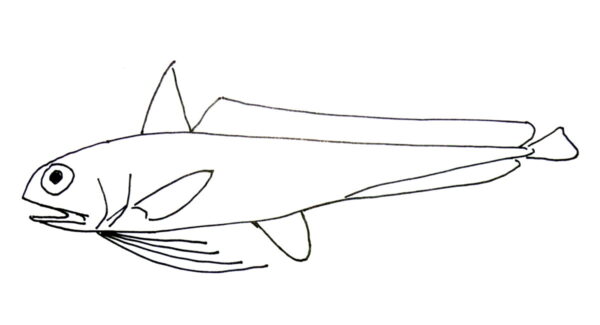 Euclichthys polynemus (Euclichthys polynemus) |commons:File:Euclichthys polynemus.jpg