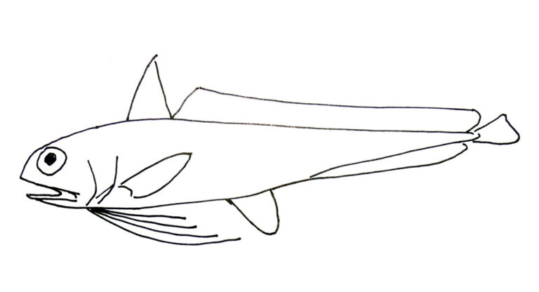 Euclichthys polynemus (Euclichthys polynemus) |commons:File:Euclichthys polynemus.jpg