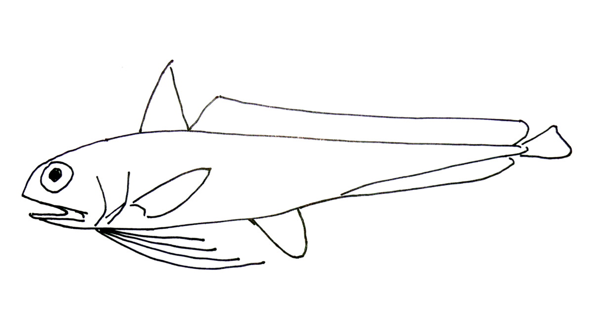 Euclichthys polynemus (Euclichthys polynemus) |commons:File:Euclichthys polynemus.jpg