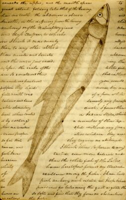 Eulachon (Thaleichthys pacificus) |commons:File:"Candlefish" or ooligan (Thaleichthys pacificus) here first ever documentation of this species by artist and explorer William Clark - Clark Family Collection- Volume 2. Voorhis Journal No. 2, page 60, February 25, 1806 (cropped).jpg