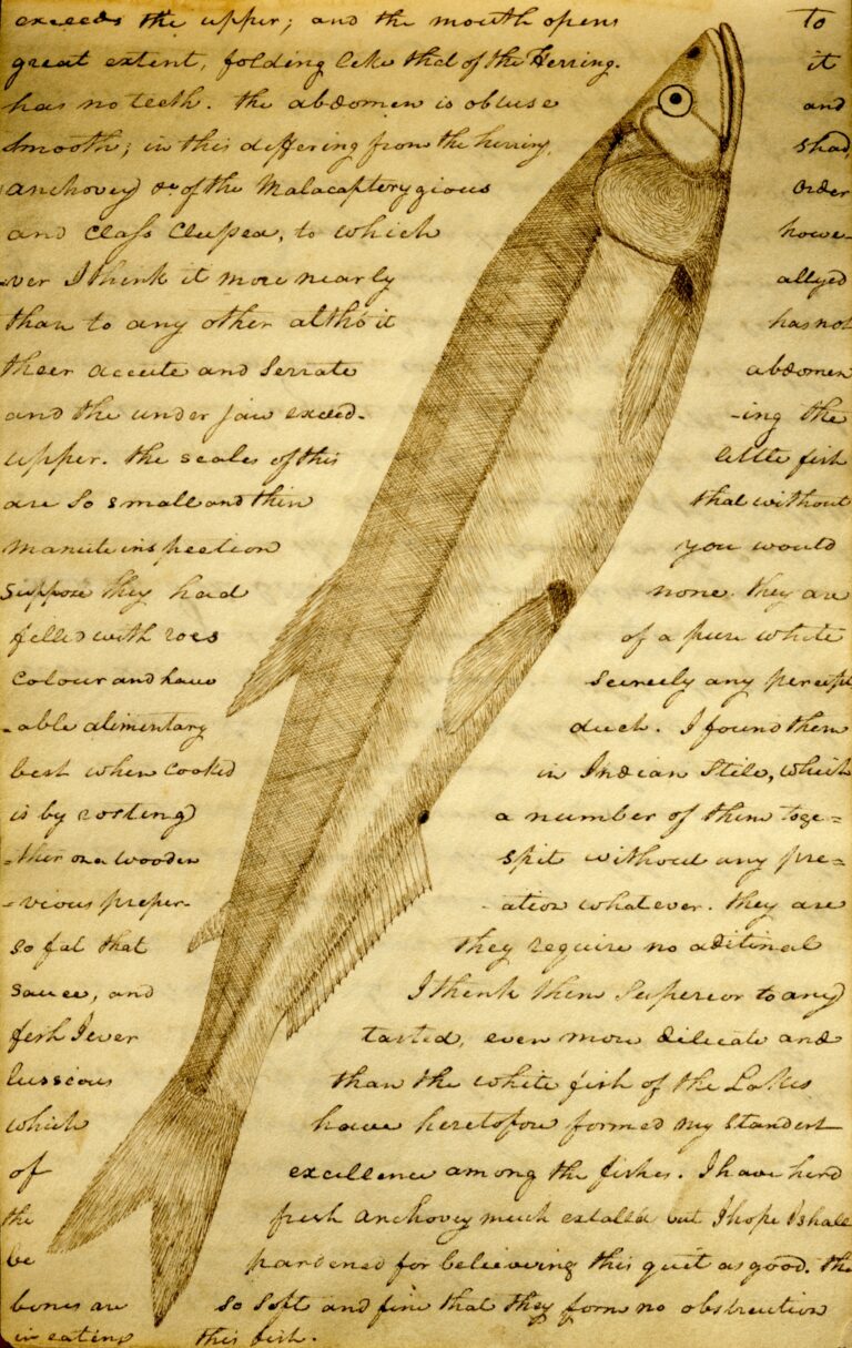 Eulachon (Thaleichthys pacificus) |commons:File:"Candlefish" or ooligan (Thaleichthys pacificus) here first ever documentation of this species by artist and explorer William Clark - Clark Family Collection- Volume 2. Voorhis Journal No. 2, page 60, February 25, 1806 (cropped).jpg