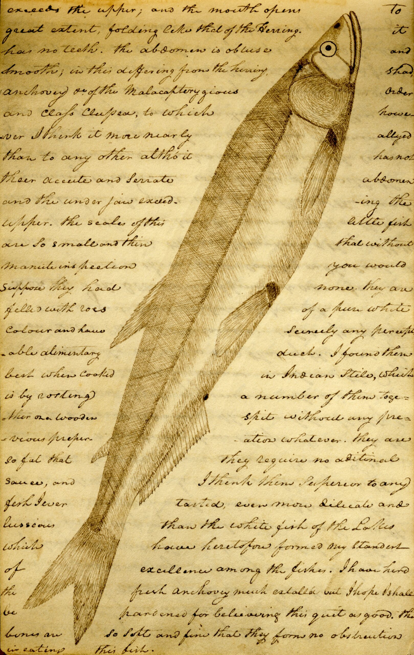 Eulachon (Thaleichthys pacificus) |commons:File:"Candlefish" or ooligan (Thaleichthys pacificus) here first ever documentation of this species by artist and explorer William Clark - Clark Family Collection- Volume 2. Voorhis Journal No. 2, page 60, February 25, 1806 (cropped).jpg