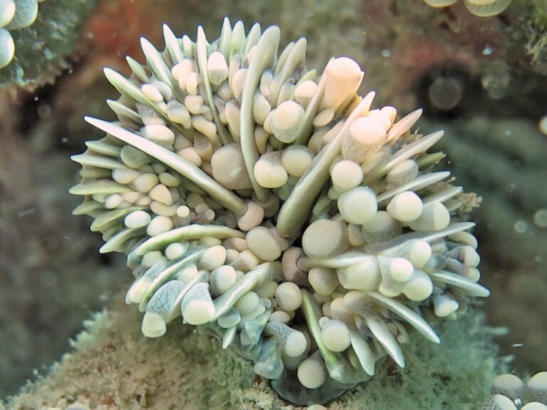 Euphyllia Cristata (Euphyllia cristata) |commons:File:Euphyllia cristata, coralito.jpg
