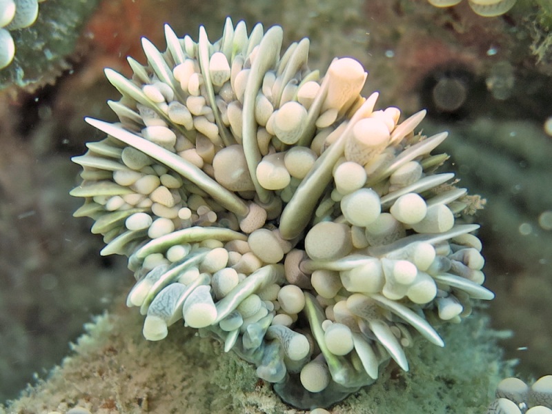 Euphyllia Cristata (Euphyllia cristata) |commons:File:Euphyllia cristata, coralito.jpg