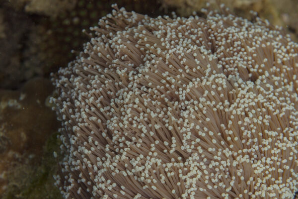 Euphyllia Glabrescens (Euphyllia glabrescens) |commons:File:Coral (Euphyllia glabrescens), Anilao, Filipinas, 2023-08-22, DD 04.jpg