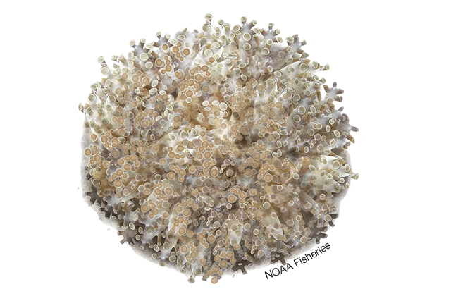 Euphyllia Paradivisa (Euphyllia paradivisa) |commons:File:640x427-Euphyllia Paradivisa NB W.jpg