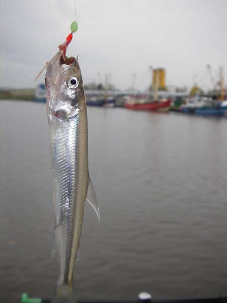 European Smelt (Osmerus eperlanus) |commons:File:Osmerus eperlanus.JPG
