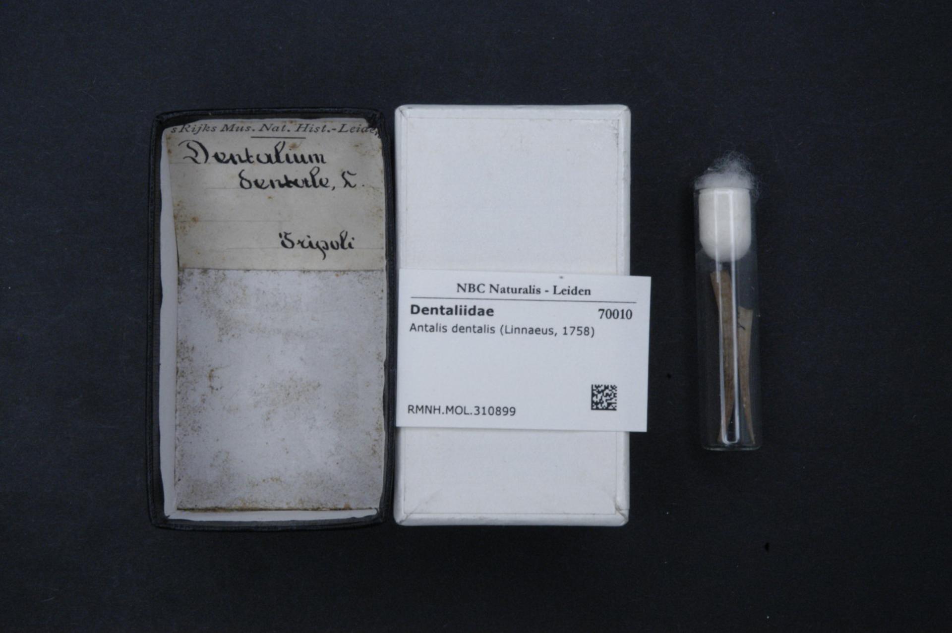 European tusk Antalis dentalis