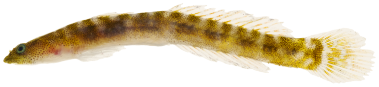 Evermannichthys metzelaari (Evermannichthys metzelaari) |commons:File:Evermannichthys metzelaari - pone.0010676.g171.png