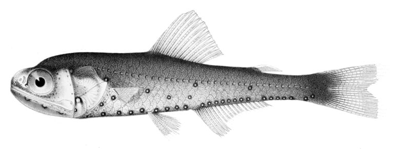 Evermann's Lantern Fish (Symbolophorus evermanni) |commons:File:Symbolophorus evermanni.jpg