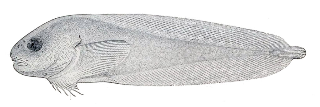 Everyday Snailfish (Careproctus mollis) |commons:File:Careproctus mollis.jpg