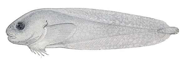 Everyday Snailfish (Careproctus mollis) |commons:File:Careproctus mollis.jpg