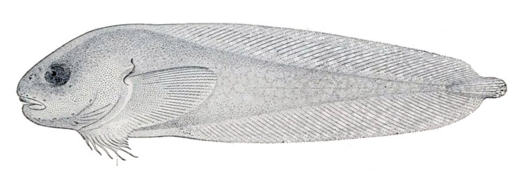 Everyday Snailfish (Careproctus mollis) |commons:File:Careproctus mollis.jpg