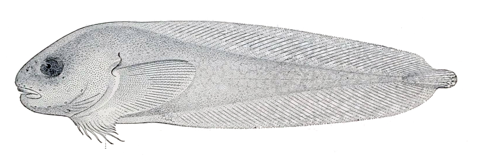 Everyday Snailfish (Careproctus mollis) |commons:File:Careproctus mollis.jpg