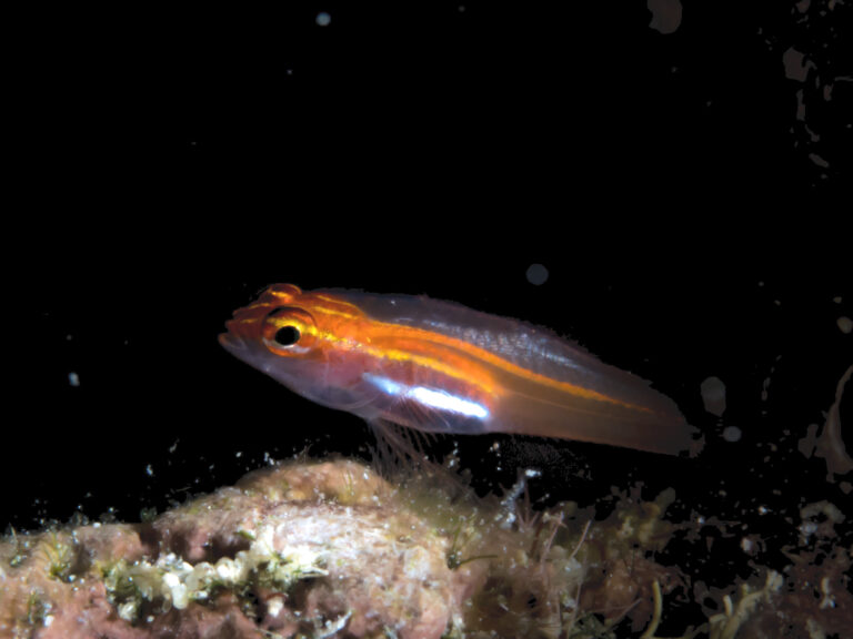 Eviota atriventris (Eviota atriventris) |commons:File:Blackbelly Dwarfgoby (Eviota atriventris) (35323802324).jpg
