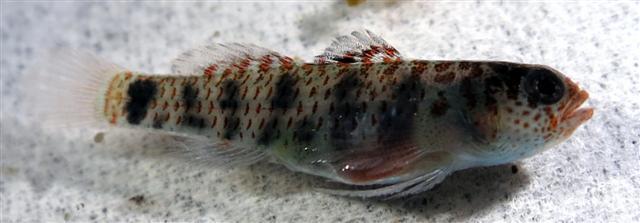 Eviota epiphanes (Eviota epiphanes) |commons:File:Eviota epiphanes.jpg