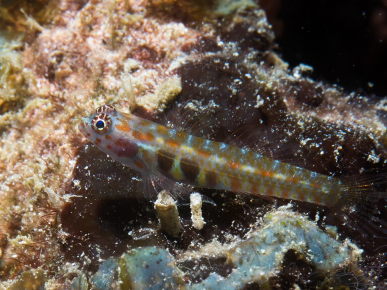 Eviota guttata (Eviota guttata) |commons:File:Whitestriped dwarfgoby (Eviota guttata) (49604798068).jpg