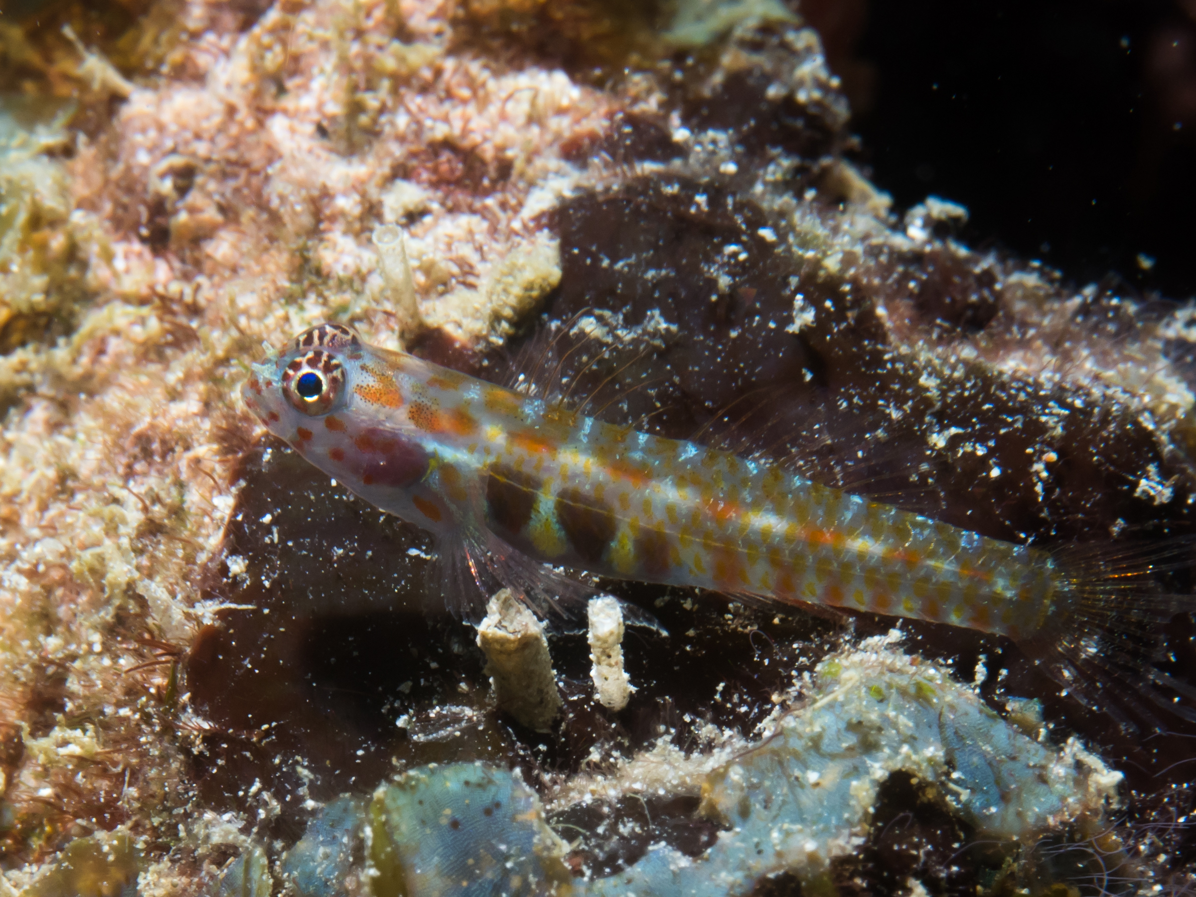 Eviota guttata (Eviota guttata) |commons:File:Whitestriped dwarfgoby (Eviota guttata) (49604798068).jpg
